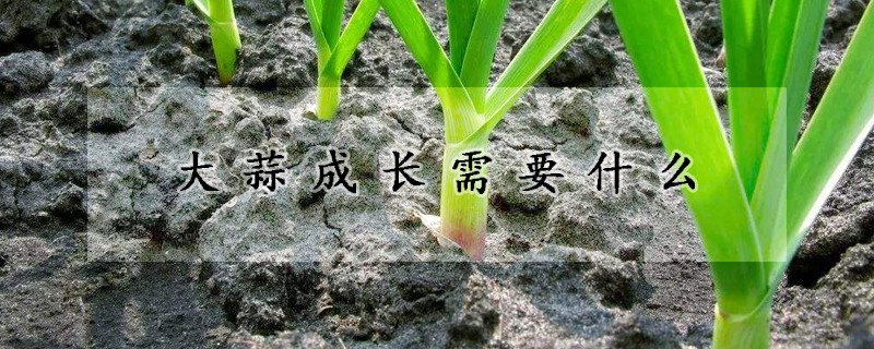 大蒜成長(zhǎng)需要什么