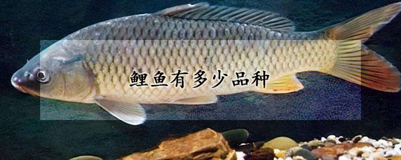 鯉魚有多少品種