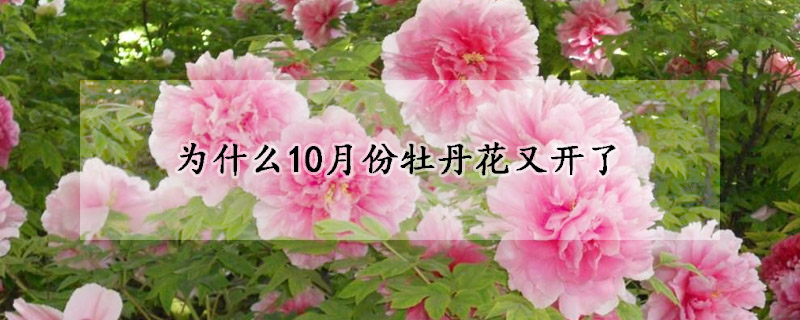 為什么10月份牡丹花又開了