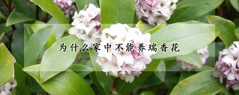 為什么家中不能養(yǎng)瑞香花