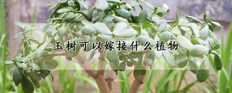 玉樹(shù)可以嫁接什么植物