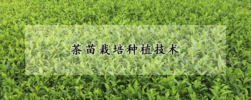 茶苗栽培種植技術