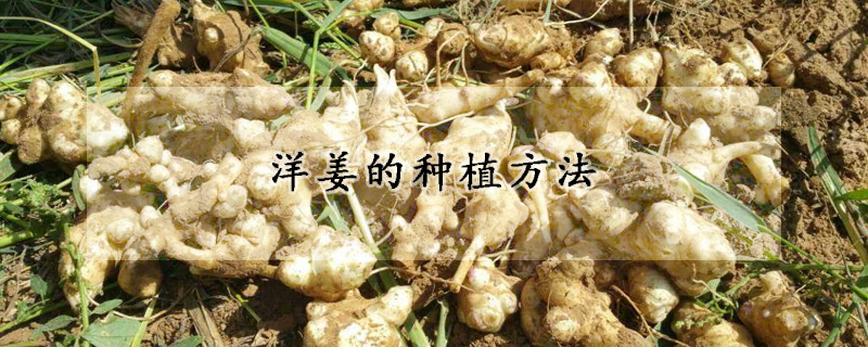 洋姜的種植方法