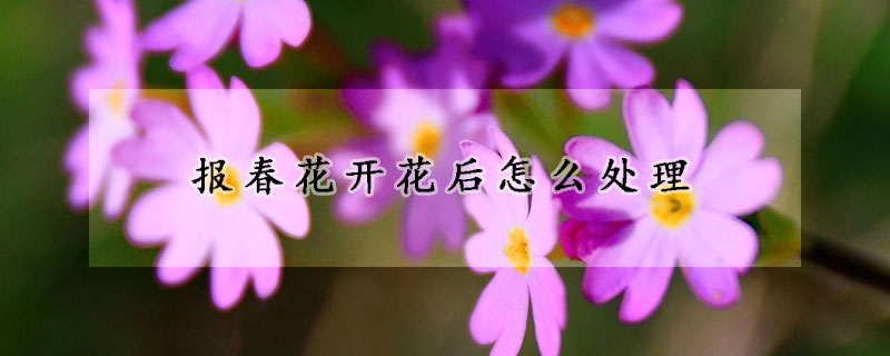 報(bào)春花開花后怎么處理