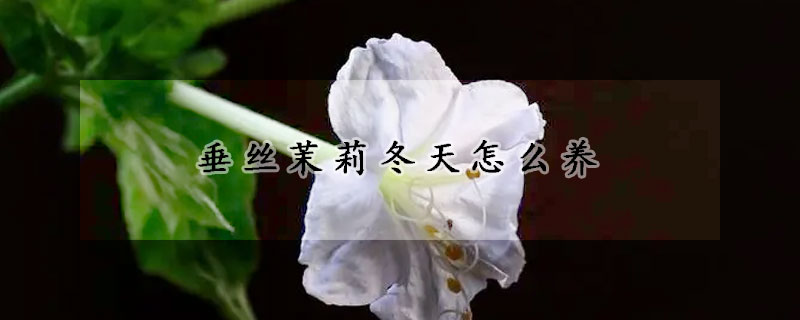 垂絲茉莉冬天怎么養(yǎng)