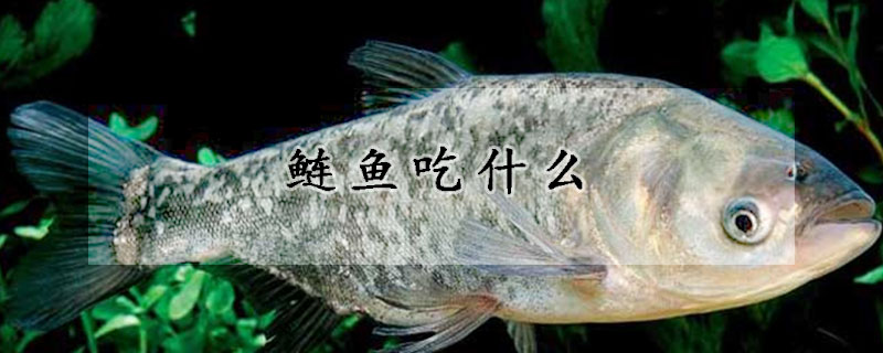 鰱魚吃什么