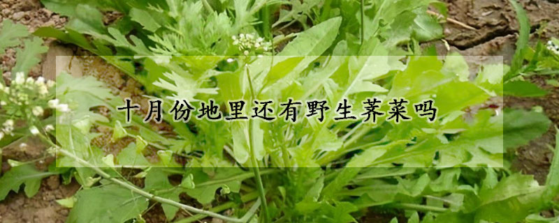 十月份地里還有野生薺菜嗎