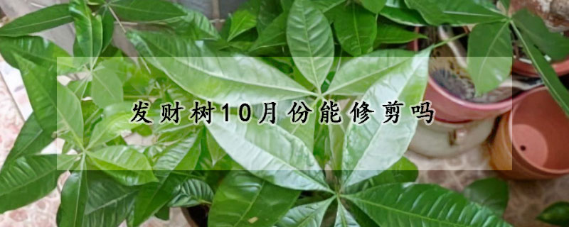 發財樹10月份能修剪嗎