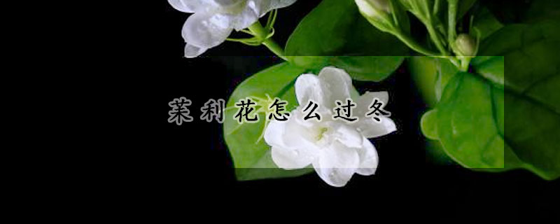 苿利花怎么過(guò)冬