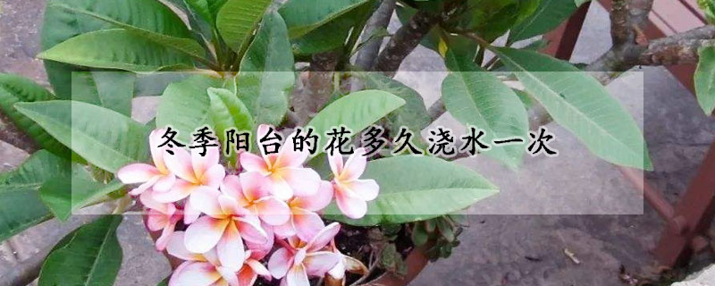 冬季陽臺的花多久澆水一次