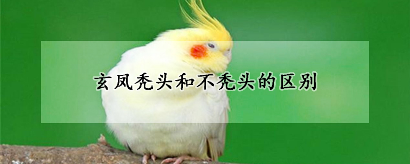 玄鳳禿頭和不禿頭的區(qū)別