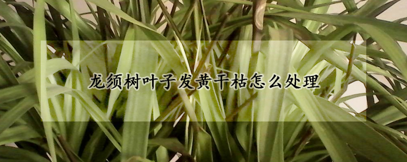 龍須樹(shù)葉子發(fā)黃干枯怎么處理