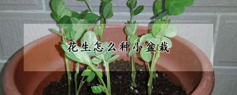 花生怎么種小盆栽