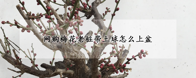 網(wǎng)購梅花老樁帶土球怎么上盆