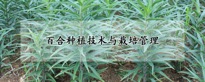 百合種植技術(shù)與栽培管理