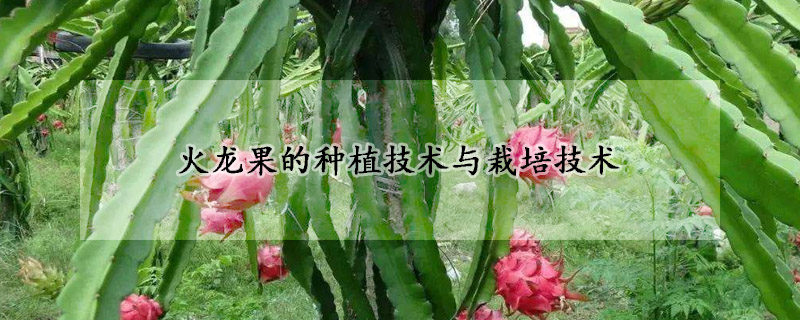 火龍果的種植技術(shù)與栽培技術(shù)