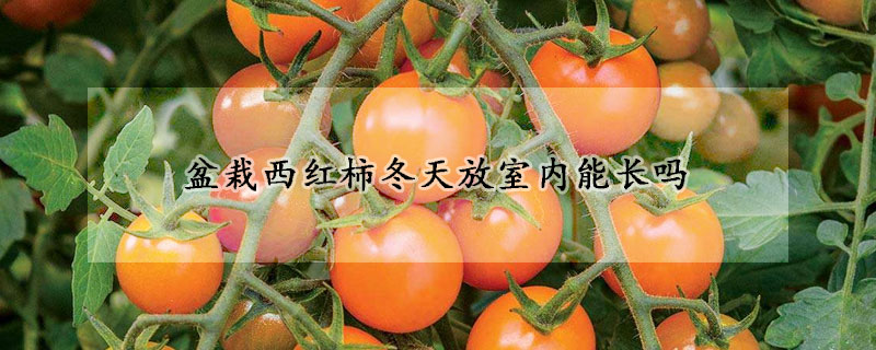 盆栽西紅柿冬天放室內(nèi)能長嗎