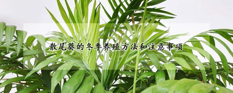 散尾葵的冬季養(yǎng)殖方法和注意事項