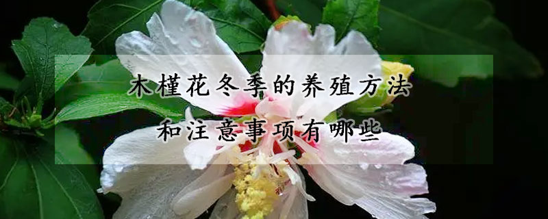 木槿花冬季的養(yǎng)殖方法和注意事項(xiàng)有哪些