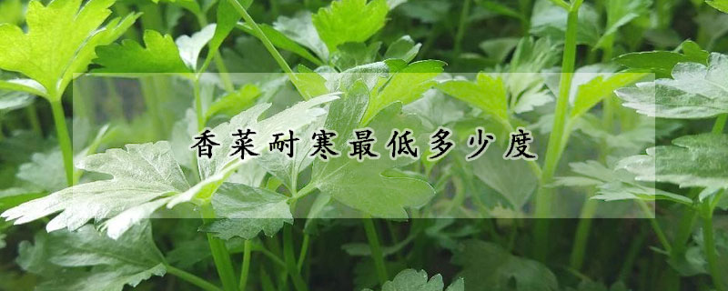 香菜耐寒最低多少度