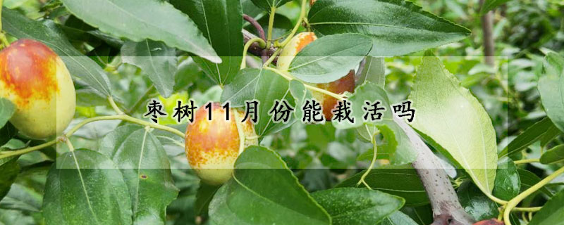 棗樹(shù)11月份能栽活嗎