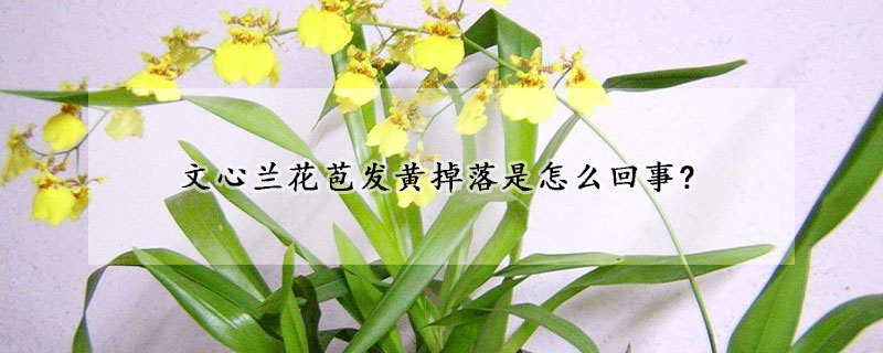 文心蘭花苞發黃掉落是怎么回事?