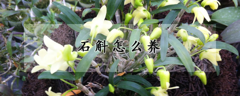 石斛怎么養(yǎng)