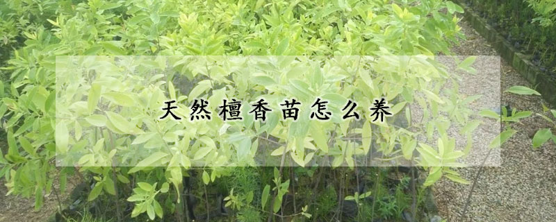 天然檀香苗怎么養(yǎng)