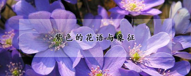 紫色的花語(yǔ)與象征