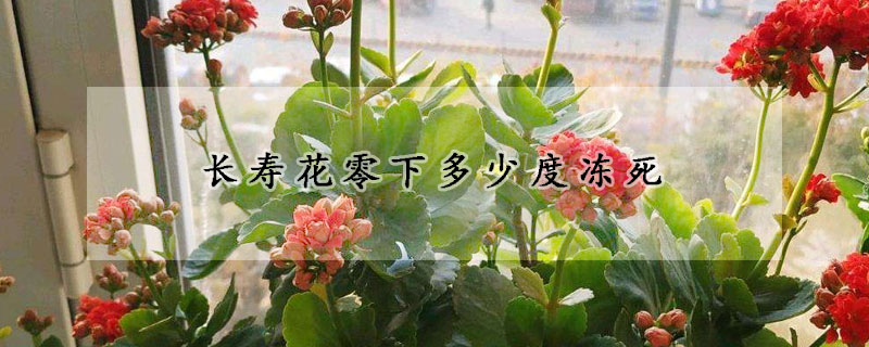 長壽花零下多少度凍死