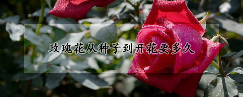 玫瑰花從種子到開(kāi)花要多久