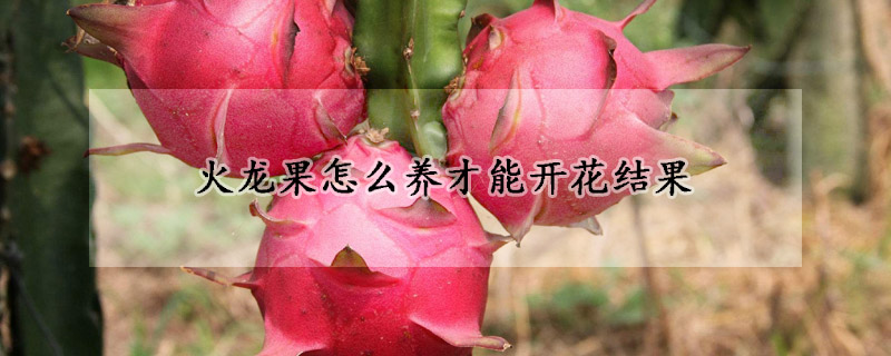 火龍果怎么養(yǎng)才能開花結(jié)果