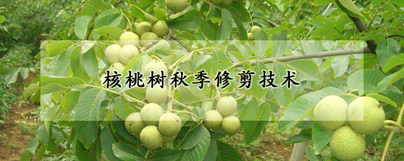 核桃樹秋季修剪技術(shù)