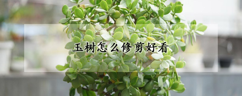 玉樹(shù)怎么修剪好看