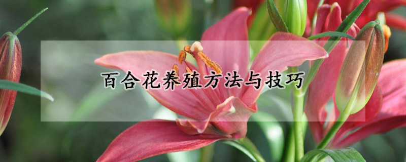 百合花養(yǎng)殖方法與技巧