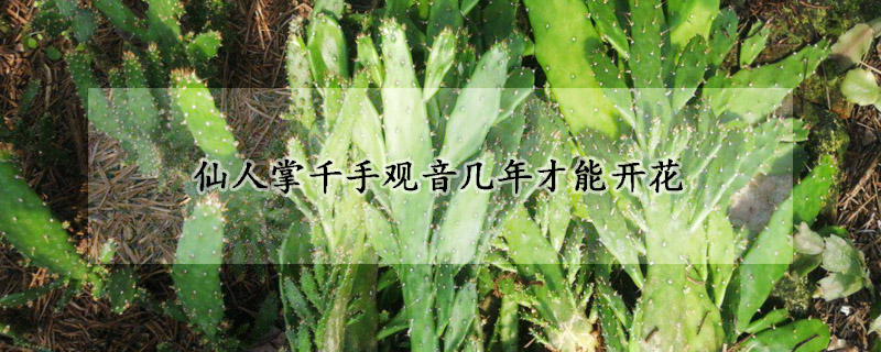 仙人掌千手觀音幾年才能開(kāi)花