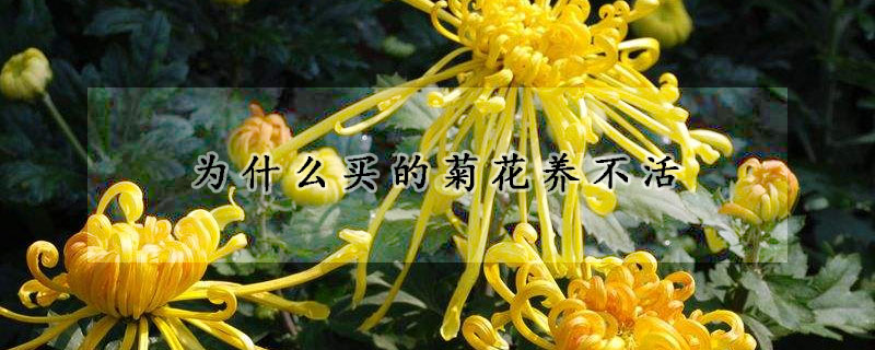 為什么買(mǎi)的菊花養(yǎng)不活