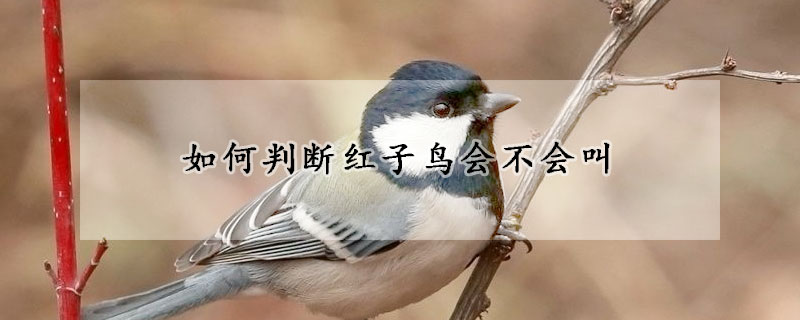 如何判斷紅子鳥會(huì)不會(huì)叫