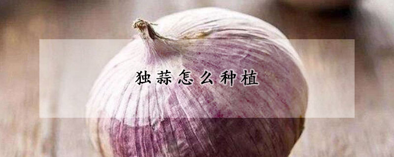 獨(dú)蒜怎么種植