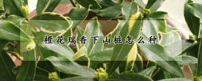 橙花瑞香下山樁怎么種