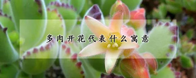 多肉開(kāi)花代表什么寓意