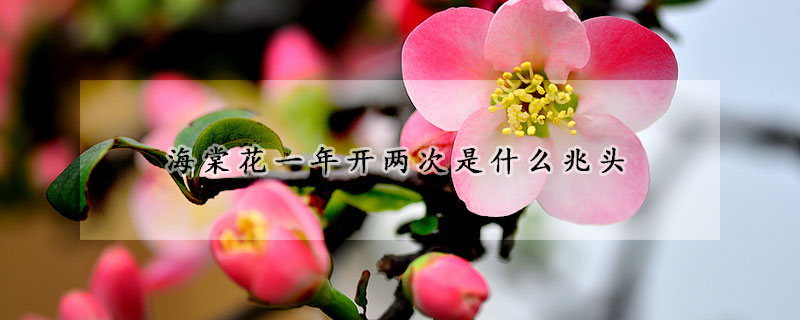 海棠花一年開(kāi)兩次是什么兆頭