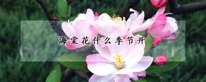 海棠花什么季節(jié)開