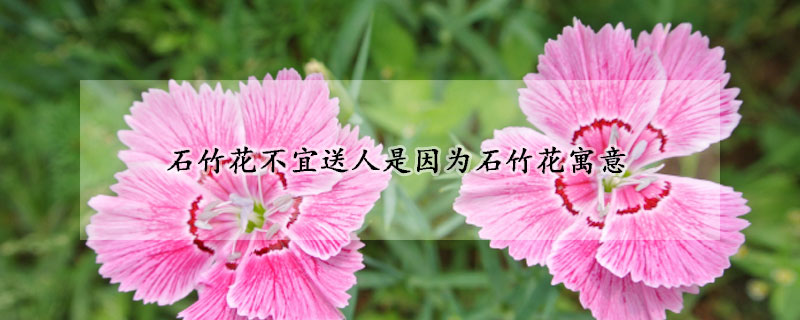 石竹花不宜送人是因?yàn)槭窕ㄔ⒁?></a></div>
                    </div>
                    <h3><a href=