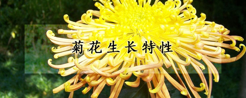 菊花生長(zhǎng)特性