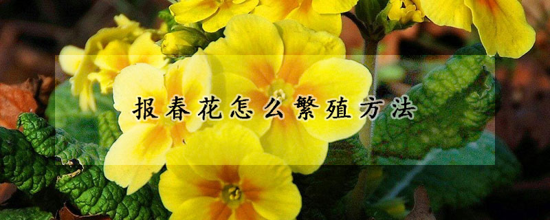 報(bào)春花怎么繁殖方法