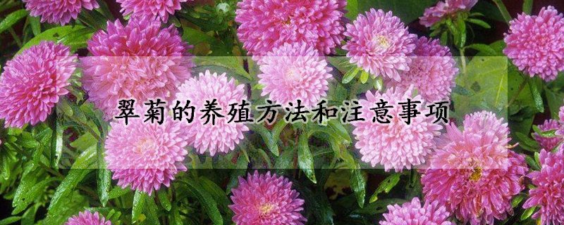 翠菊的養(yǎng)殖方法和注意事項(xiàng)