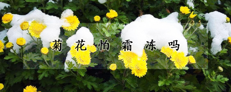 菊花怕霜凍嗎