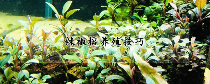 辣椒榕養(yǎng)殖技巧