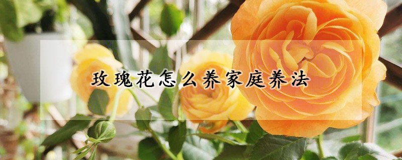 玫瑰花怎么養(yǎng)家庭養(yǎng)法